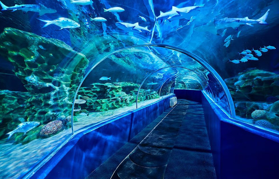 Marine Life Aquarium